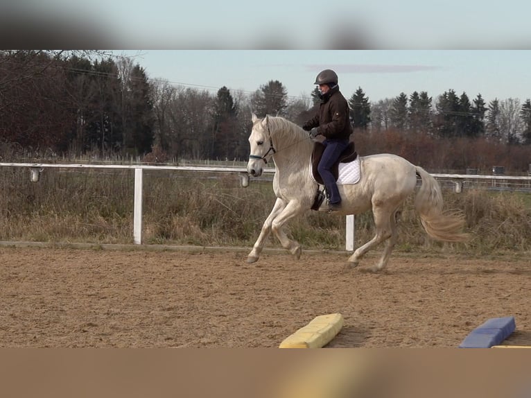 Andalusier Mix Wallach 10 Jahre 156 cm Schimmel in Rot an der Rot