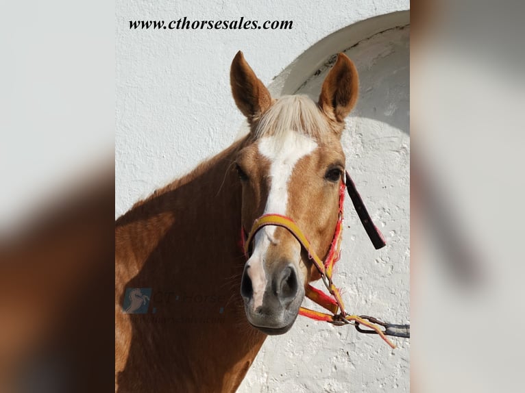 Andalusier Wallach 10 Jahre 158 cm Palomino in Sevilla