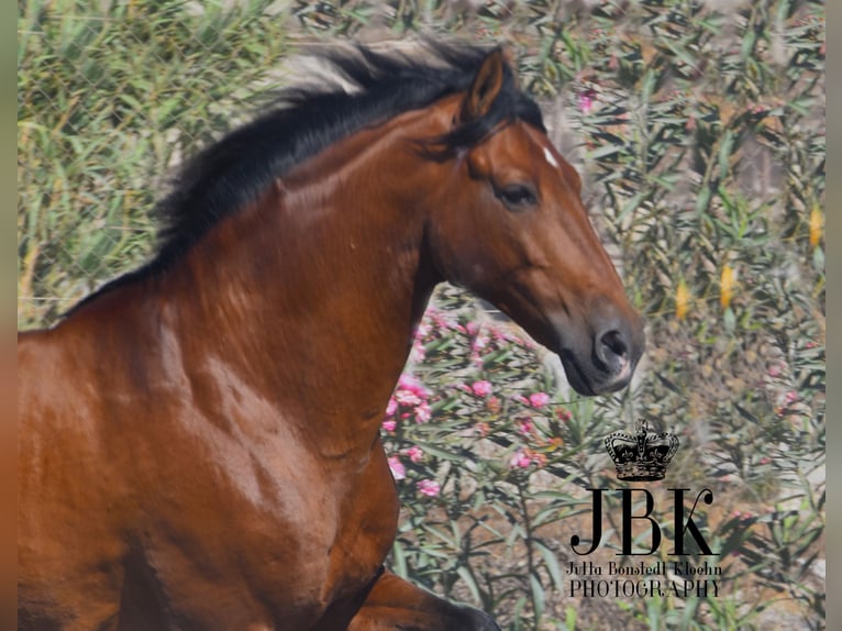 Andalusier Wallach 10 Jahre 159 cm Brauner in Tabernas Almeria