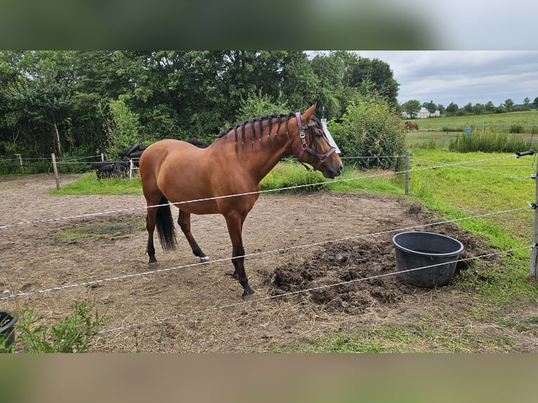 Andalusier Wallach 10 Jahre 160 cm Brauner in Oosterwolde