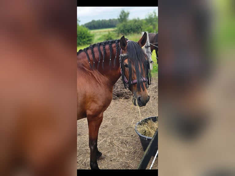 Andalusier Wallach 10 Jahre 160 cm Brauner in Oosterwolde