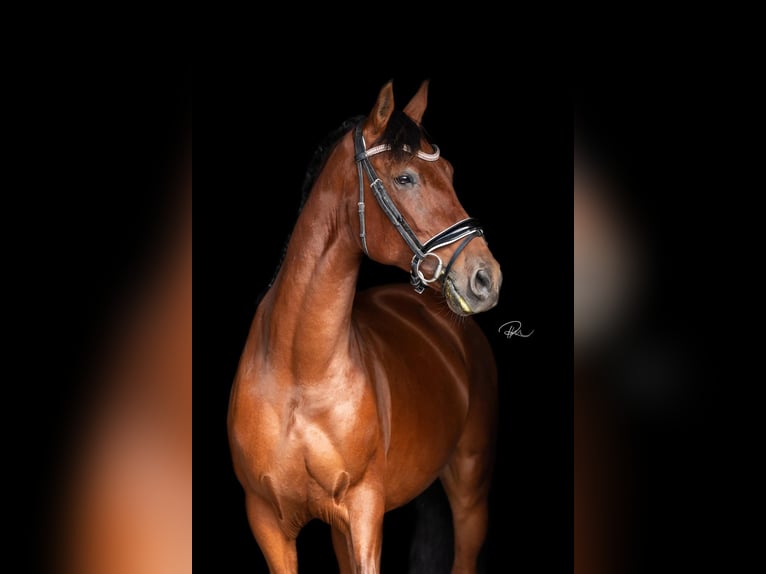 Andalusier Wallach 10 Jahre 160 cm Brauner in Oosterwolde