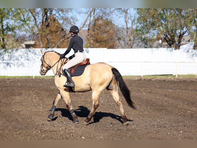 Andalusier Wallach 10 Jahre 160 cm Buckskin in Forney