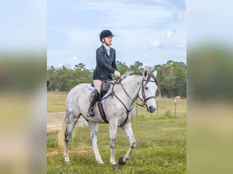 Andalusier Wallach 10 Jahre 163 cm Apfelschimmel in Thomson