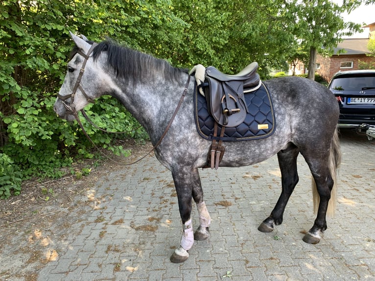 Andalusier Wallach 10 Jahre 163 cm Apfelschimmel in Telgte