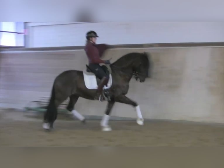 Andalusier Wallach 10 Jahre 164 cm Dunkelbrauner in Beckum
