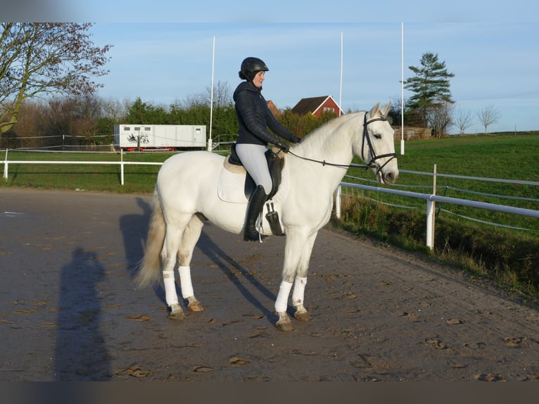 Andalusier Wallach 10 Jahre 164 cm Schimmel in Ganschow