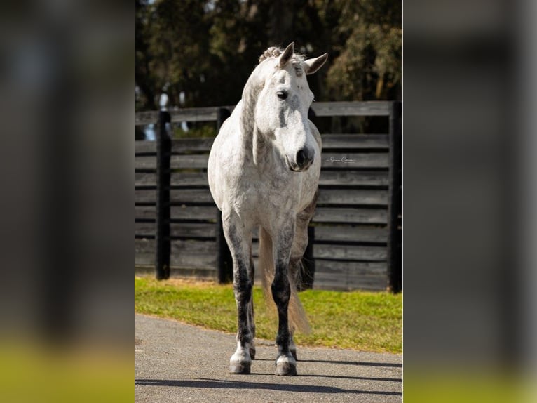 Andalusier Wallach 10 Jahre 165 cm Apfelschimmel in Ocala FL