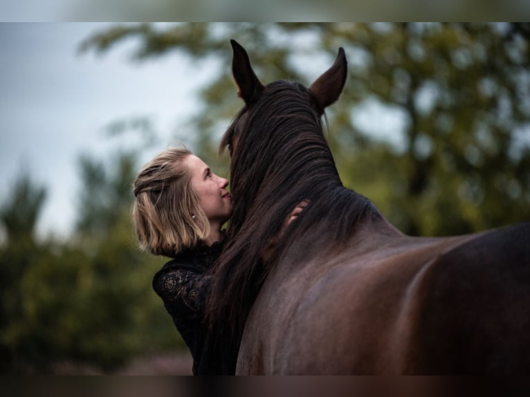Andalusier Wallach 10 Jahre 165 cm Hellbrauner in Hörstel