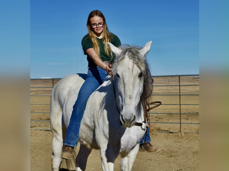 Andalusier Wallach 10 Jahre 168 cm Schimmel in Fort Collins