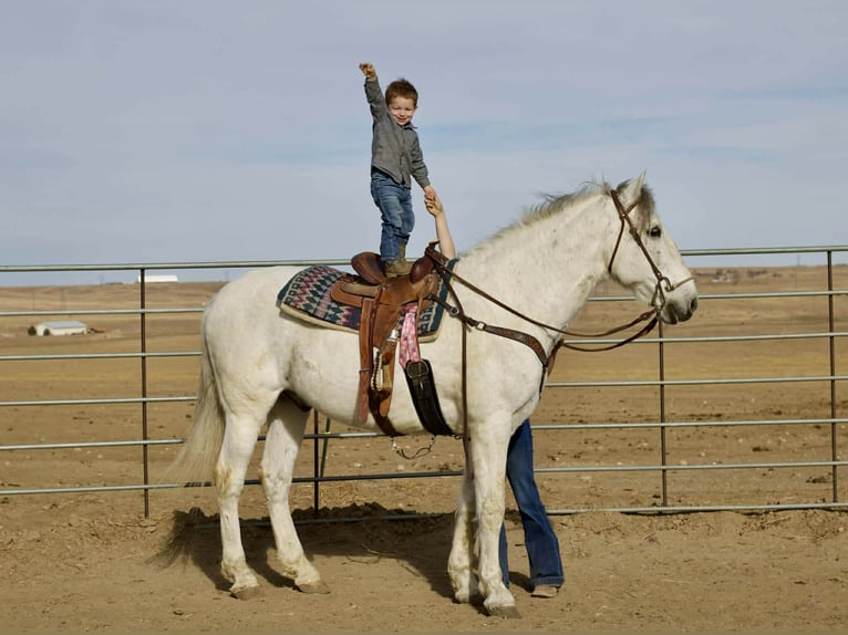 Andalusier Wallach 10 Jahre 168 cm Schimmel in Fort Collins