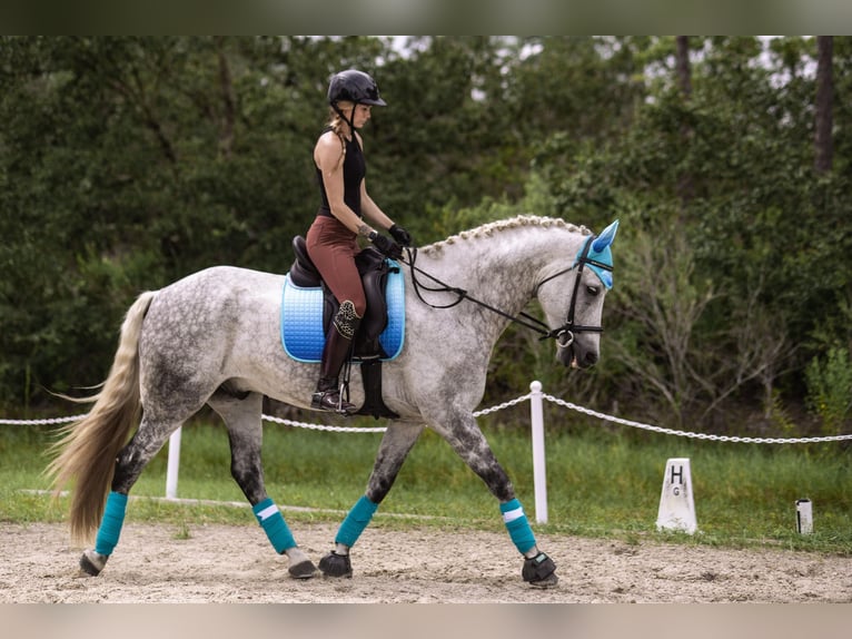 Andalusier Wallach 10 Jahre 173 cm Apfelschimmel in Orlando FL