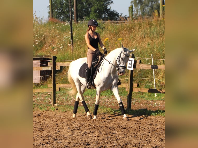 Andalusier Mix Wallach 11 Jahre 152 cm Schimmel in Uelsen