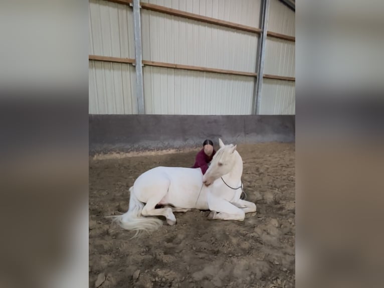 Andalusier Wallach 11 Jahre 155 cm Cremello in Oerlinghausen Andalusier Wallach 11 Jahre 155 cm Cremello in Oerlinghausen