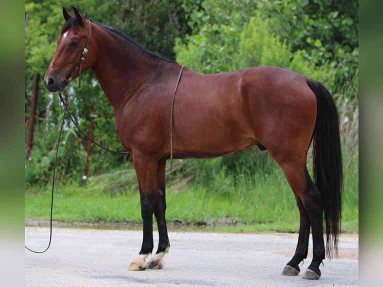 Andalusier Wallach 11 Jahre 155 cm Rotbrauner in Stephenville TX