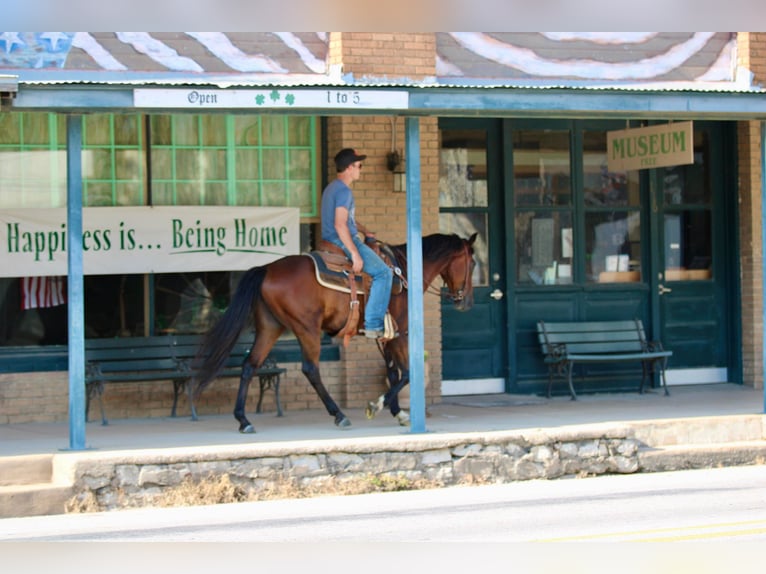 Andalusier Wallach 11 Jahre 155 cm in Stephenville TX
