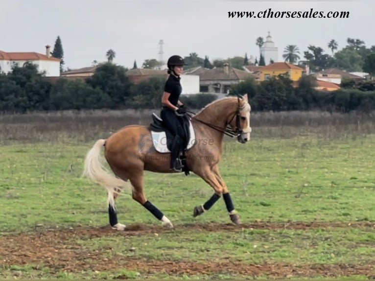 Andalusier Wallach 11 Jahre 158 cm Palomino in Sevilla