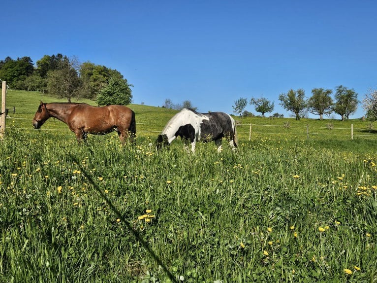 Andalusier Wallach 11 Jahre 160 cm Brauner in Zeihen