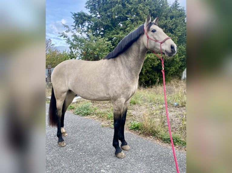 Andalusier Wallach 11 Jahre 160 cm Falbe in Lunel-Viel