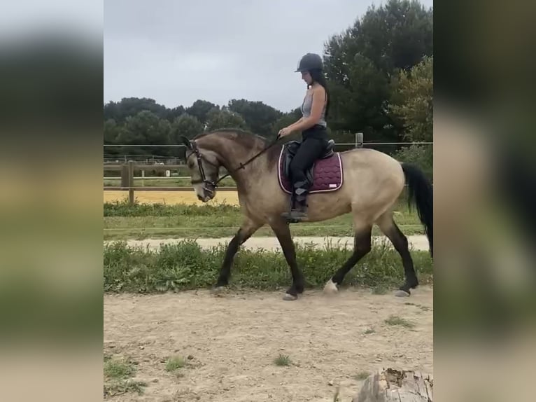 Andalusier Wallach 11 Jahre 160 cm Falbe in Lunel-Viel