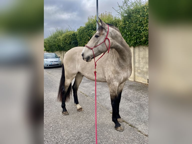 Andalusier Wallach 11 Jahre 160 cm Falbe in Lunel-Viel