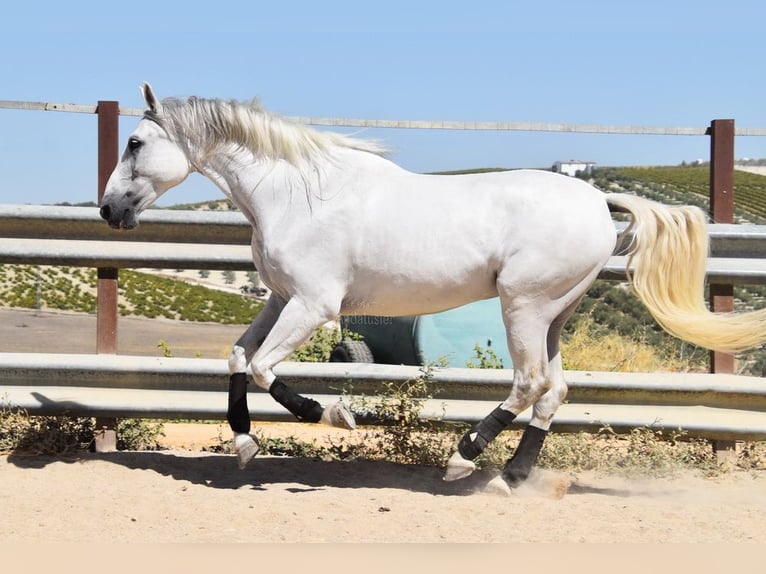 Andalusier Wallach 11 Jahre 161 cm Schimmel in Provinz Cordoba