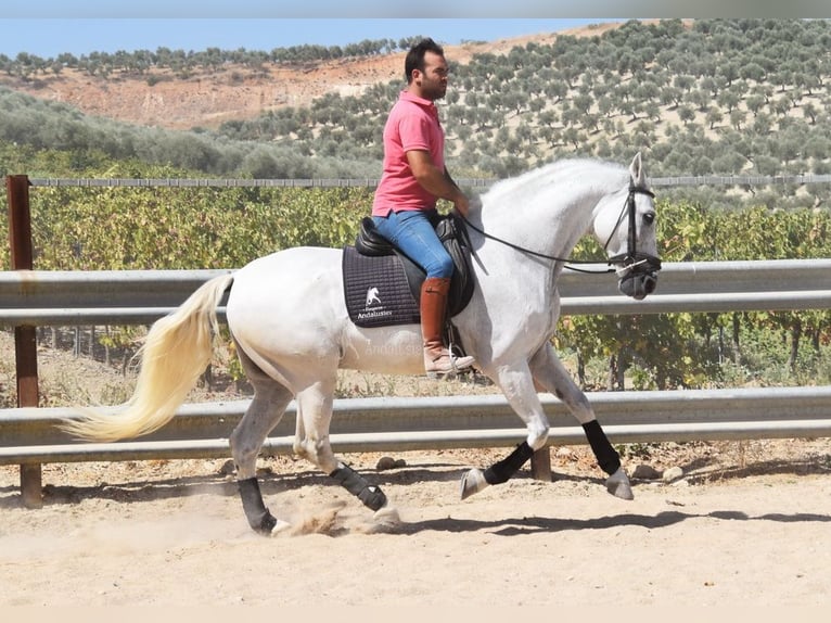 Andalusier Wallach 11 Jahre 161 cm Schimmel in Provinz Cordoba