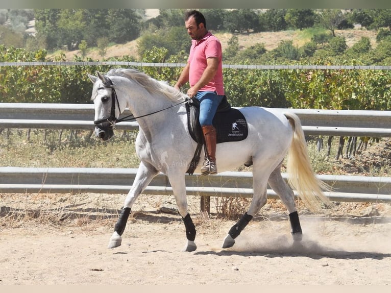 Andalusier Wallach 11 Jahre 161 cm Schimmel in Provinz Cordoba
