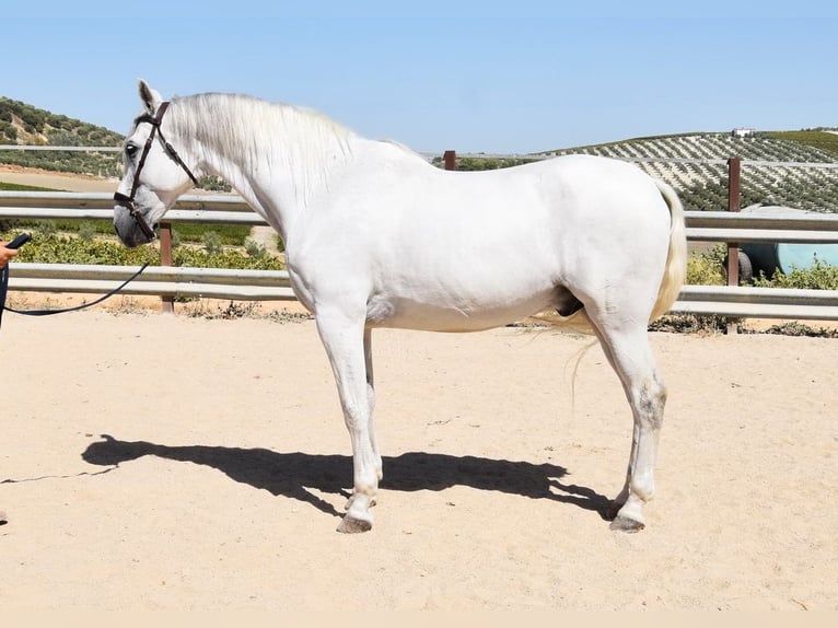 Andalusier Wallach 11 Jahre 161 cm Schimmel in Provinz Cordoba