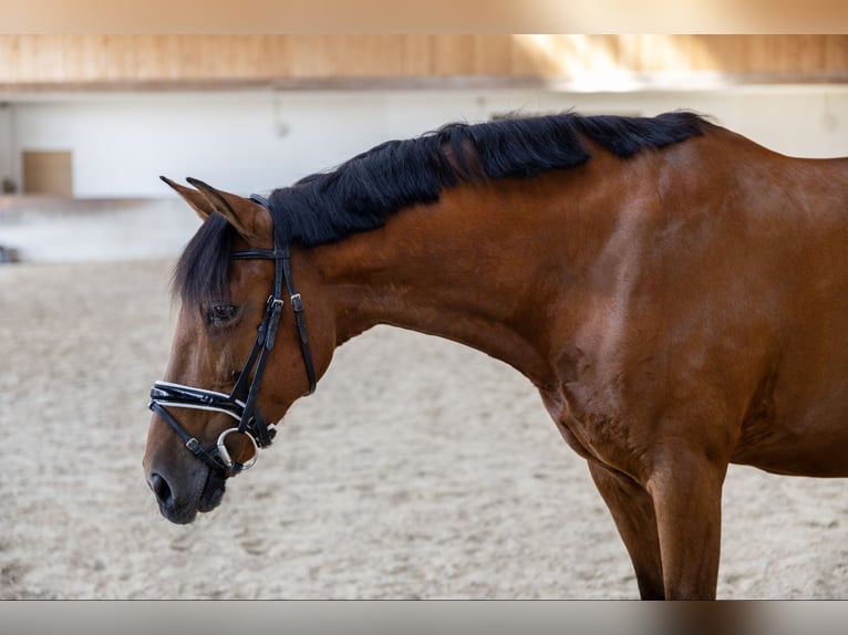 Andalusier Wallach 11 Jahre 163 cm Brauner in Pittenhart