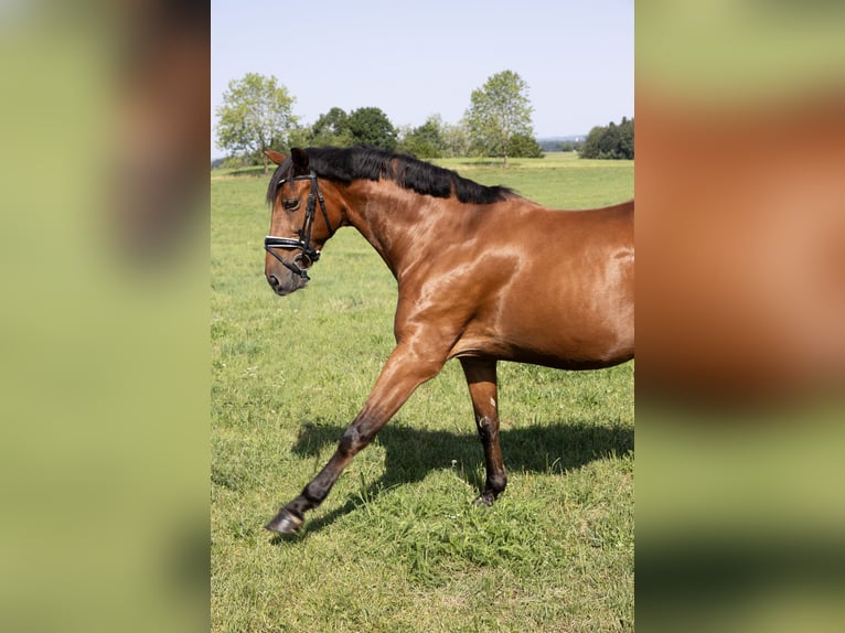 Andalusier Wallach 11 Jahre 163 cm Brauner in Pittenhart