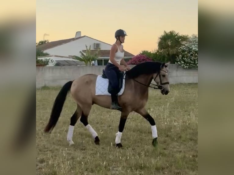 Andalusier Wallach 11 Jahre 163 cm Falbe in Lunel-Viel
