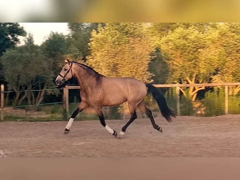 Andalusier Wallach 11 Jahre 163 cm Falbe in Lunel-Viel