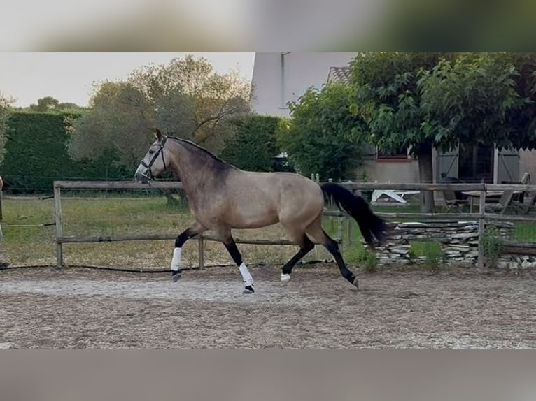 Andalusier Wallach 11 Jahre 163 cm Falbe in Lunel-Viel