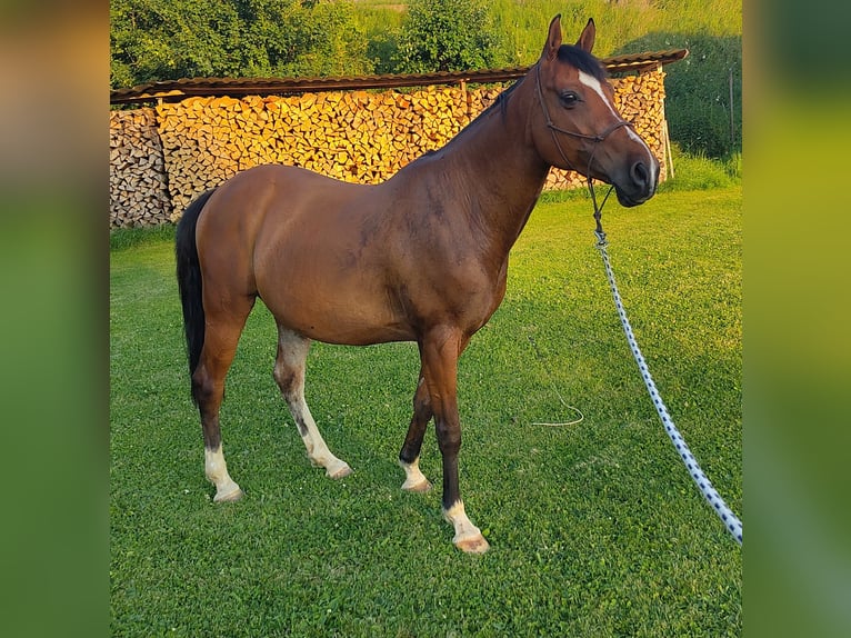 Andalusier Mix Wallach 11 Jahre 165 cm Brauner in Amlikon