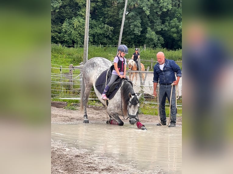 Andalusier Wallach 11 Jahre 175 cm Apfelschimmel in 5440 Golling an der Salzach