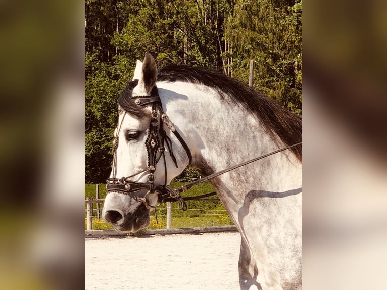 Andalusier Wallach 11 Jahre 175 cm Apfelschimmel in 5440 Golling an der Salzach