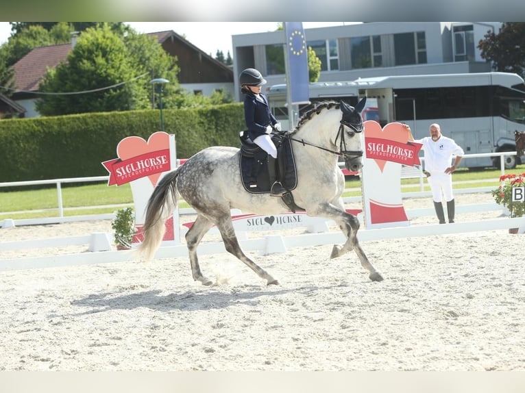Andalusier Wallach 11 Jahre 175 cm Apfelschimmel in 5440 Golling an der Salzach
