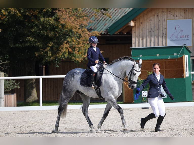 Andalusier Wallach 11 Jahre 175 cm Apfelschimmel in 5440 Golling an der Salzach