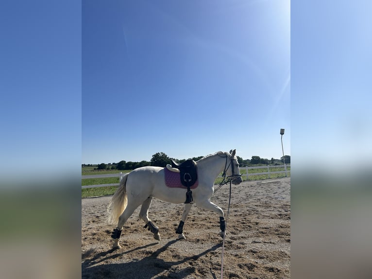 Andalusier Wallach 11 Jahre White in Montegrosso