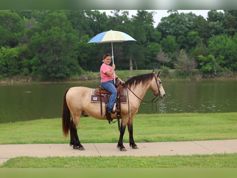 Andalusier Wallach 12 Jahre 142 cm Buckskin in Forney