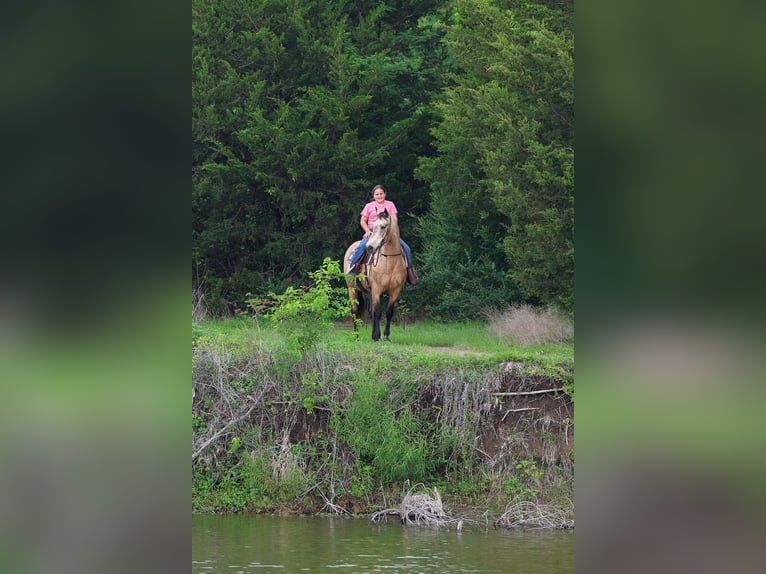 Andalusier Wallach 12 Jahre 142 cm Buckskin in Forney