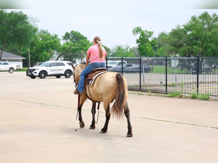 Andalusier Wallach 12 Jahre 142 cm Buckskin in Forney