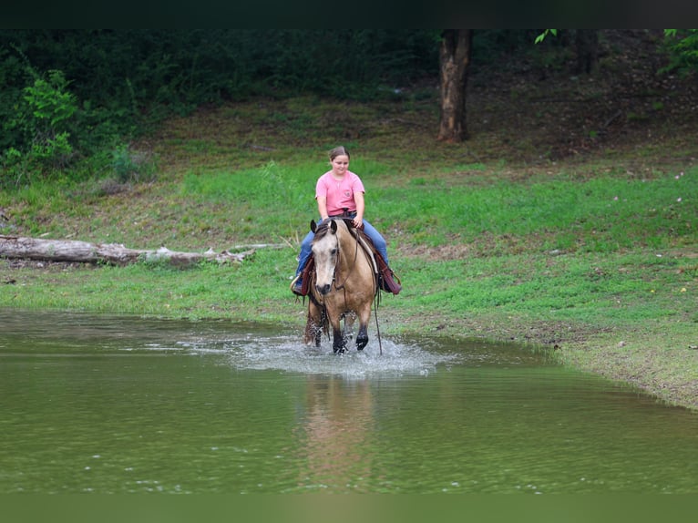 Andalusier Wallach 12 Jahre 142 cm Buckskin in Forney