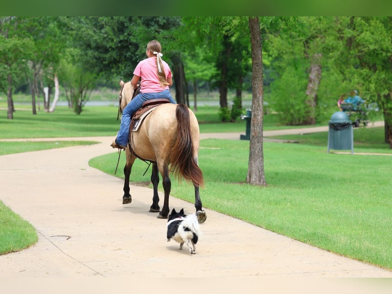 Andalusier Wallach 12 Jahre 142 cm Buckskin in Forney