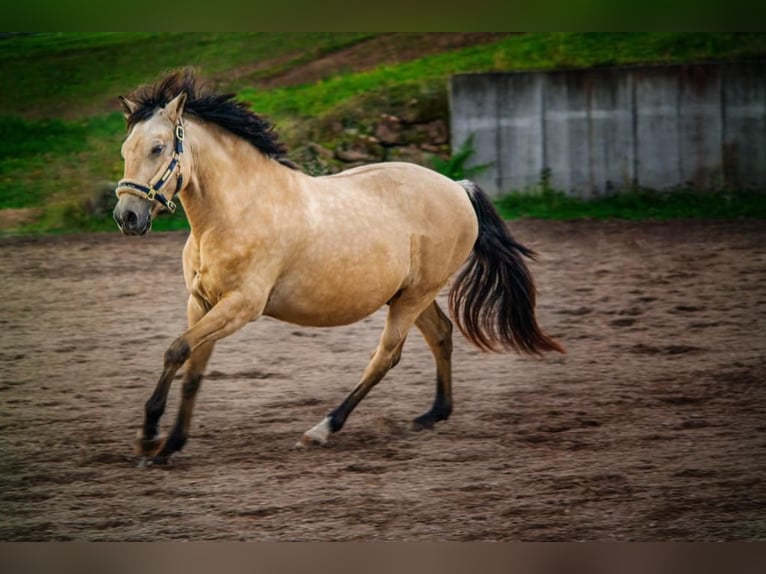 Andalusier Wallach 12 Jahre 152 cm Falbe in Bad Kissingen