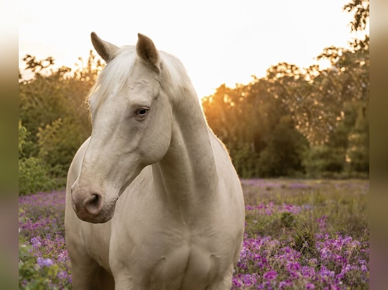 Andalusier Wallach 12 Jahre 154 cm Cremello in Grebenhain
