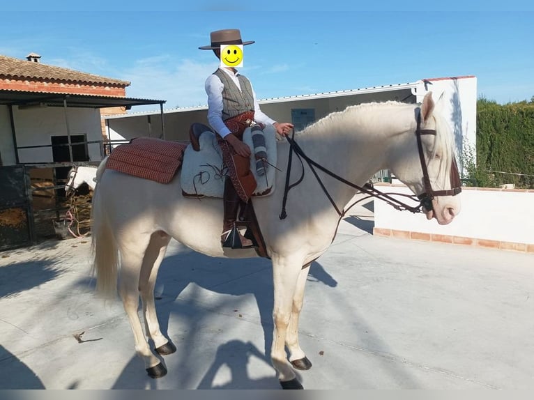 Andalusier Wallach 12 Jahre 155 cm Cremello in Provinz Cordoba