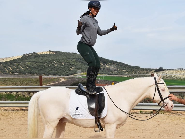 Andalusier Wallach 12 Jahre 155 cm Cremello in Provinz Cordoba