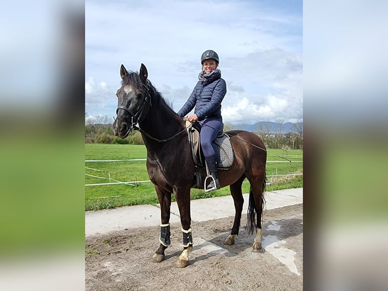 Andalusier Wallach 12 Jahre 158 cm Rappe in Wolfwil